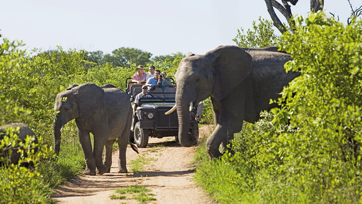 People on safari seeing elephants in the wild